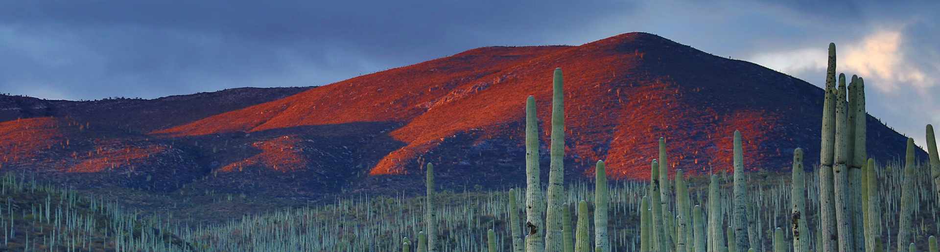 Country of Origin: Mexico