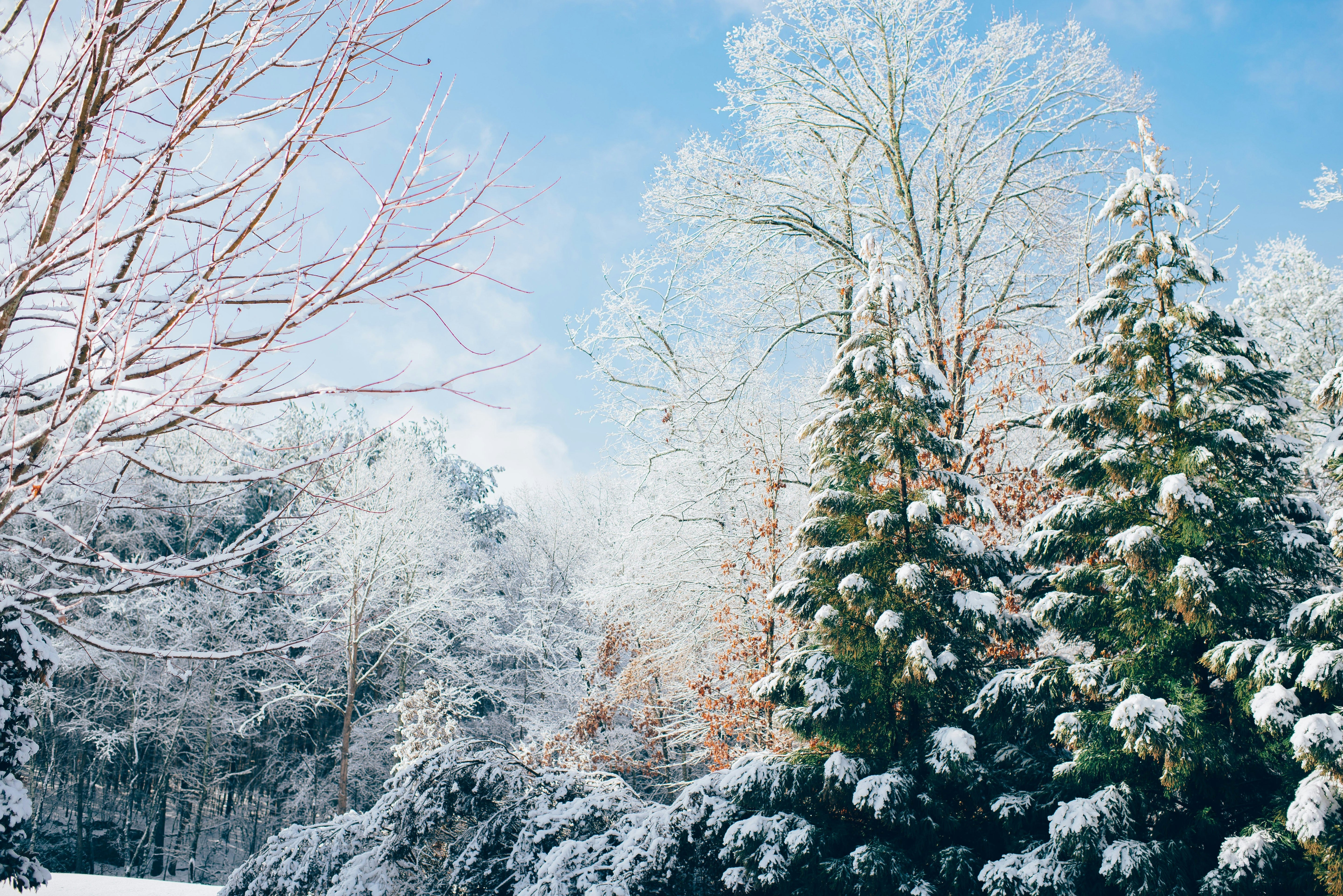 Gifts for Winter